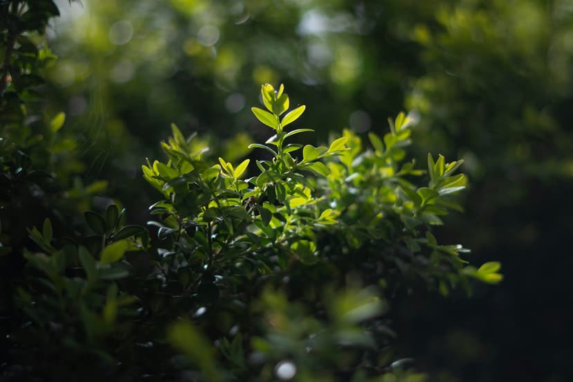 Sustainable revenue and growth